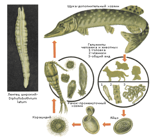 difillobotrioz